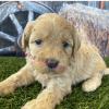 goldendoodle puppies for sale new jersey