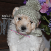 cheap maltipoo puppies for adoption