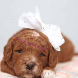 Goldendoodle southern California