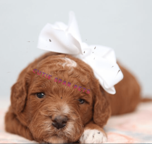 Goldendoodle southern California