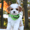 Black and White Goldendoodle puppies for sale