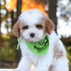 Black and White Goldendoodle puppies for sale