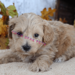 maltipoo puppies for sale maryland