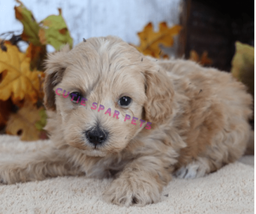 maltipoo puppies for sale maryland