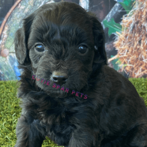 Goldendoodle puppies for sale Indiana