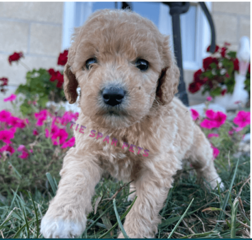 Goldendoodle puppy Wisconsin