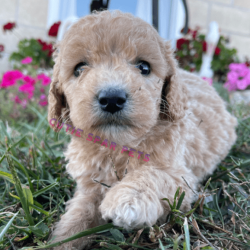 Goldendoodle puppy Wisconsin