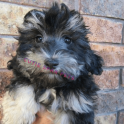 Maltipoo puppies for sale in NC