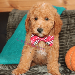 Goldendoodle puppies for sale Texas
