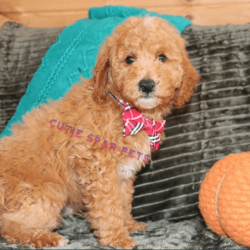 Goldendoodle puppies for sale Texas