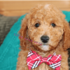 goldendoodle puppies for sale ohio