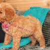 goldendoodle puppies for sale chicago