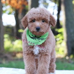 Goldendoodle puppies for sale Michigan