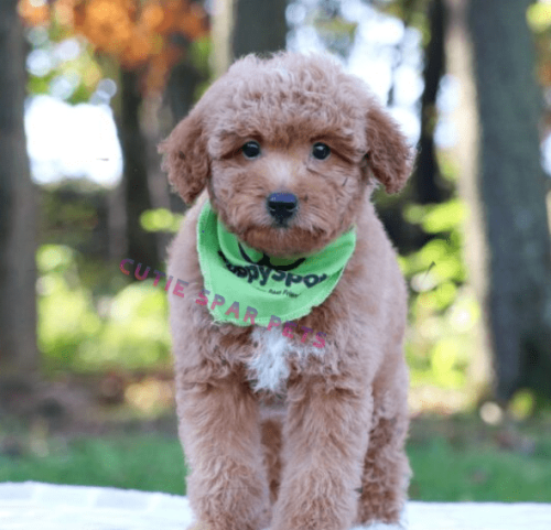 Goldendoodle puppies for sale Michigan