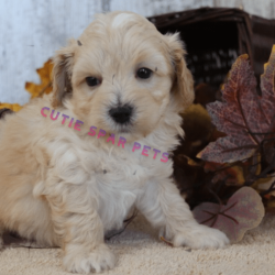Maltipoo Puppies for sale near me