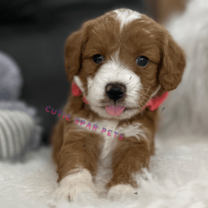 Red F1b Goldendoodle puppies for sale