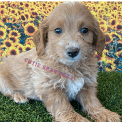 Goldendoodle puppies for sale Nebraska
