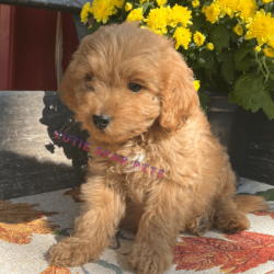 Goldendoodle puppies for sale California
