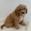 Cavapoo puppies for sale NY