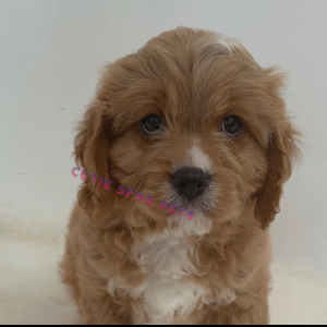 Cavapoo puppies for sale NY