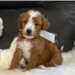Red Goldendoodle puppies