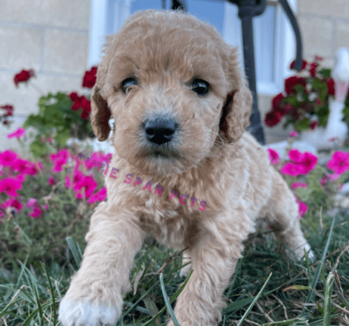 goldendoodle puppies for sale nebraska