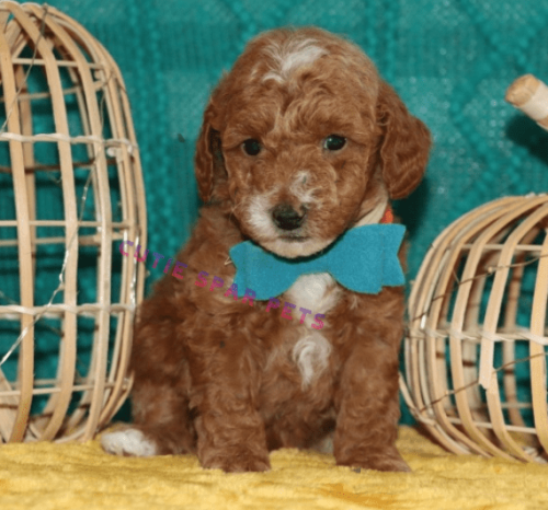 Red Goldendoodle puppy
