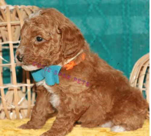 Red Goldendoodle puppy
