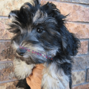 Maltipoo puppies for sale in NC
