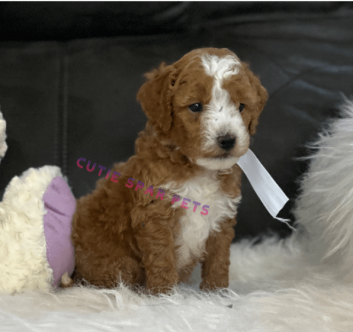 Red Goldendoodle puppies