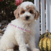 micro goldendoodle for sale near me