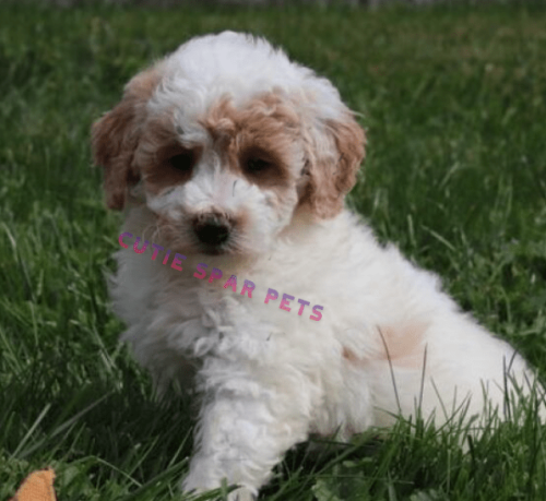 f1b goldendoodle for sale near me