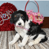 Cavapoo Puppies For Sale Under $300