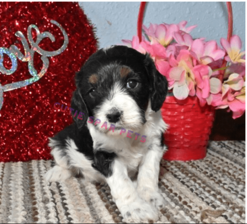 Cavapoo Puppies For Sale Under $300