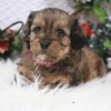 cavapoo puppies for sale near me