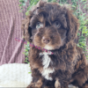 Aussiedoodle puppies for sale in California
