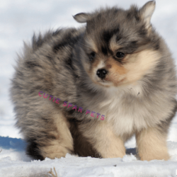 teacup pomsky puppies for sale Indiana