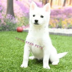 Pomsky puppies for sale in Florida