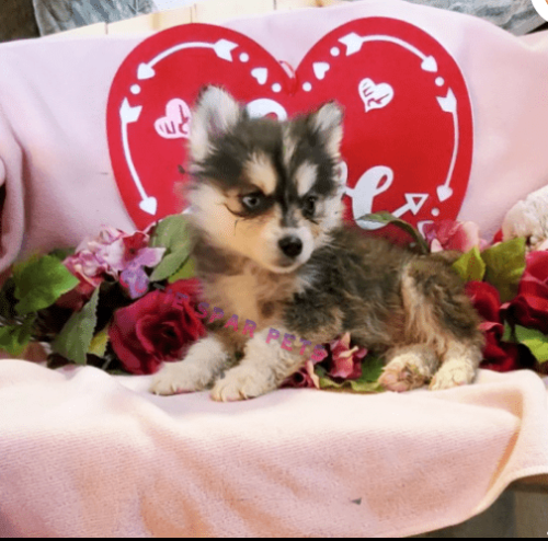 Teacup Pomsky puppies for sale in Connecticut