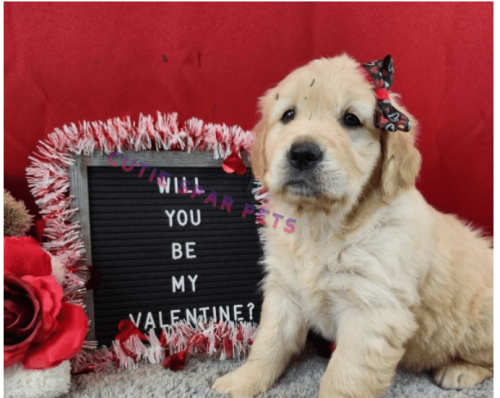Golden Retrievers puppies for sale Ohio