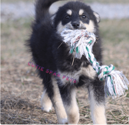 pomsky puppies for sale ny