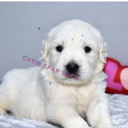 Golden retriever puppies for sale new Jersey