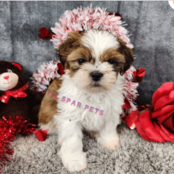 shih tzu puppies for sale in tn