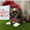shih tzu puppies for sale