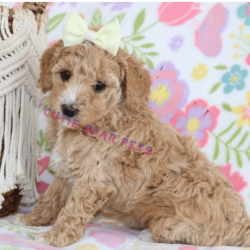 Aussiedoodle puppies for sale