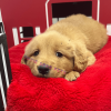 Golden Retrievers Puppies for sale in Phoenix